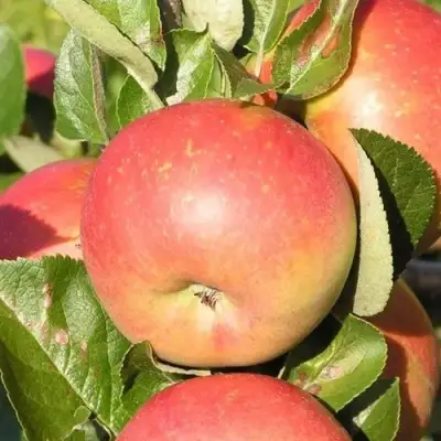 Яблоня РЕДКРАФТ в Гомеле