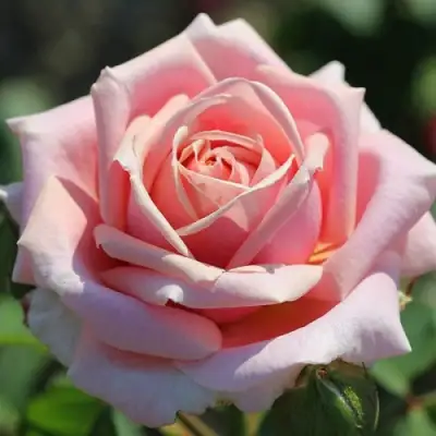 Роза ФРЕДЕРИК МИСТРАЛЬ чайно-гибридная в Гомеле