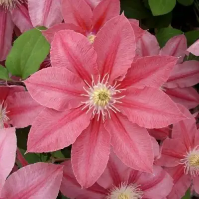 Клематис ЛИТЛ МЕРМЕЙД в Гомеле