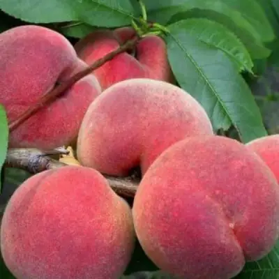 Персик ЮБИЛЕЙ СТОЛИЦЫ колонновидный в Гомеле