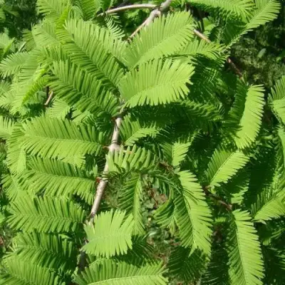 Метасеквойя  ГЛИПТОСТРОБОИДНАЯ  в Гомеле