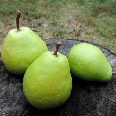 Груша БЕРЕ ЛЮКА в Гомеле