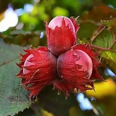 Фундук КРАСНЫЙ ЯНТАРЬ в Гомеле