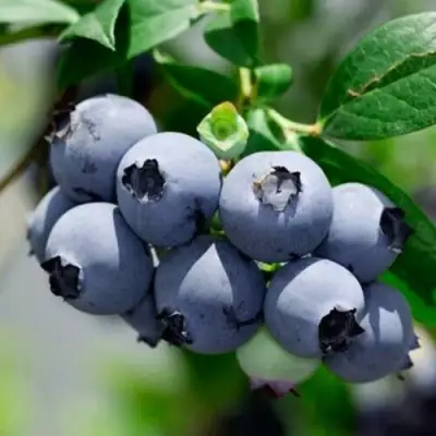 Голубика СИЕРРА в Гомеле