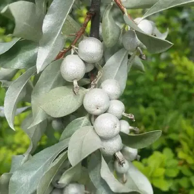 ЛОХ СЕРЕБРИСТЫЙ в Гомеле