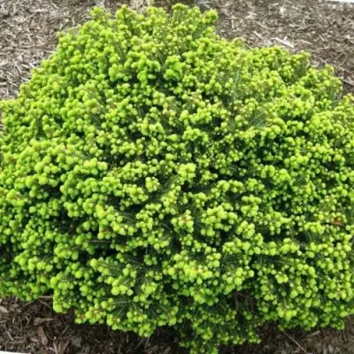 Ель ЛИТЛ ДЖЕМ обыкновенная в Гомеле