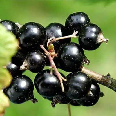 Смородина чёрная ЦЕРЕРА в Гомеле