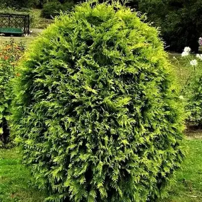 Туя ТИП ТОП западная в Гомеле