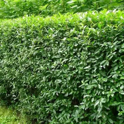 Бирючина обыкновенная в Гомеле