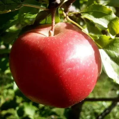 Яблоня НАСТЕНЬКА в Гомеле