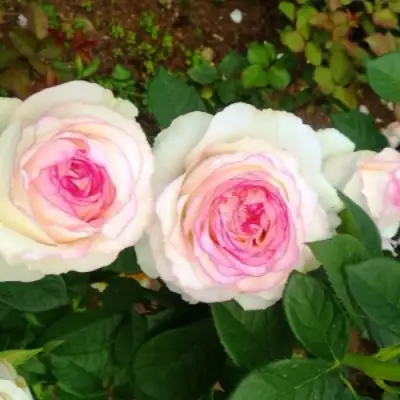 Роза ДОЛЬЧЕ ВИТА чайно-гибридная в Гомеле