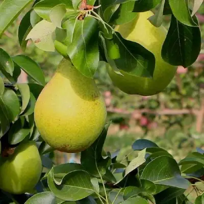 Груша ДОБРЯНКА в Гомеле