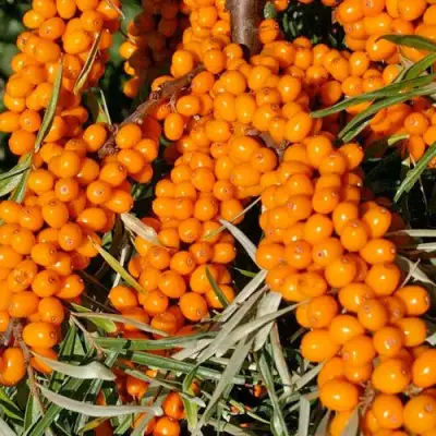 Облепиха ЕЛИЗАВЕТА в Гомеле