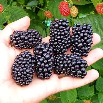 Ежевика ОУАЧИТА бесшипная  в Гомеле