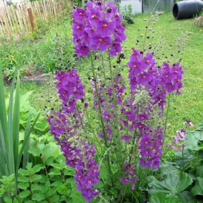 Коровяк ВИОЛЕТТА (вербаскум) в Гомеле