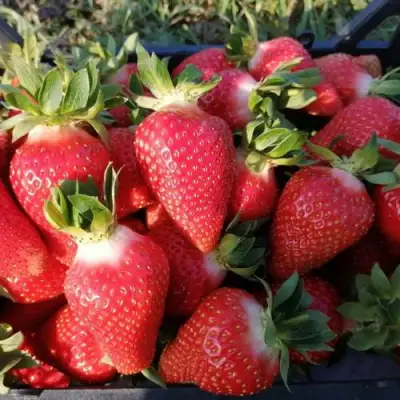 клубника Лючия