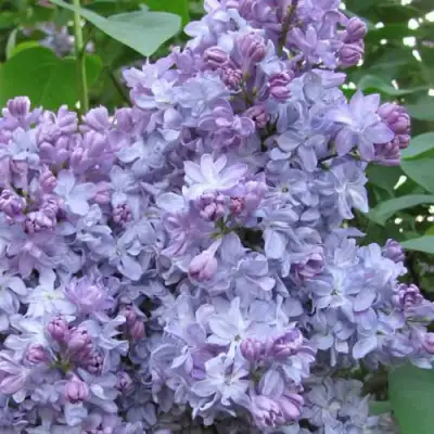 Сирень НЕБО МОСКВЫ в Гомеле