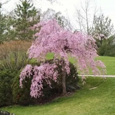 Сакура КИКУ ШИДАРЕ в Гомеле