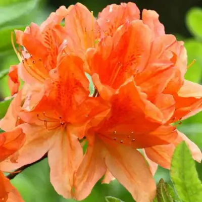 Азалия ГЕЙША ОРАНЖ японская в Гомеле