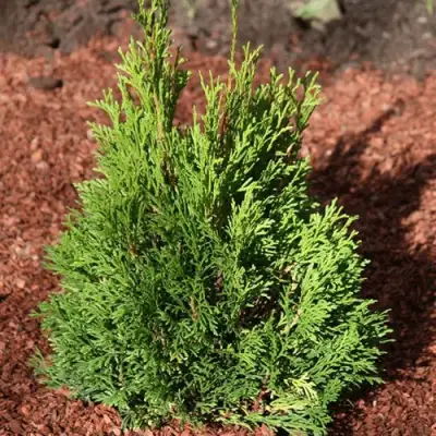 Туя МИКИ западная в Гомеле