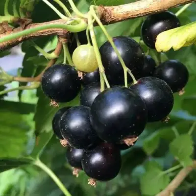 Смородина чёрная ДАБРАДЗЕЯ в Гомеле