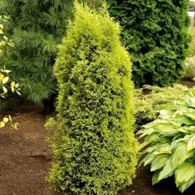 Можжевельник ГОЛД КОН обыкновенный в Гомеле