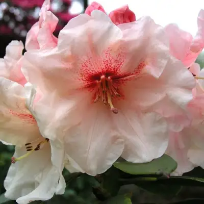 Рододендрон ХАНЯ	 в Гомеле