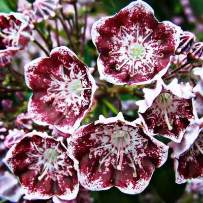 Кальмия БЛЕК ЛЕЙБЛ  в Гомеле