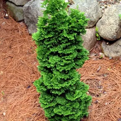 Туя СПИРАЛИС МИНИ западная в Гомеле