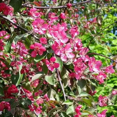 Яблоня КИТАЙКА ДОЛГО декоративная в Гомеле