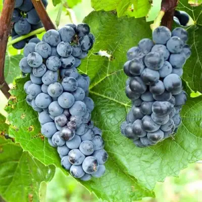 Виноград ВЭЛИАНТ в Гомеле