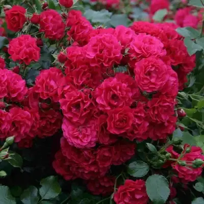 Роза РАДОСТЬ САДОВНИКА (ГАРТЕН ФРОЙДЕ) почвопокровная в Гомеле