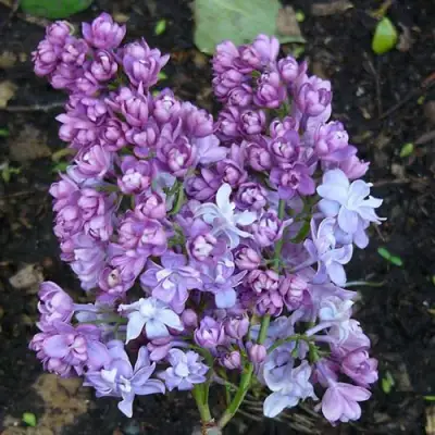 Сирень НАДЕЖДА в Гомеле