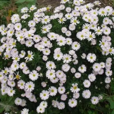 Астра ВАЙС многолетняя в Гомеле