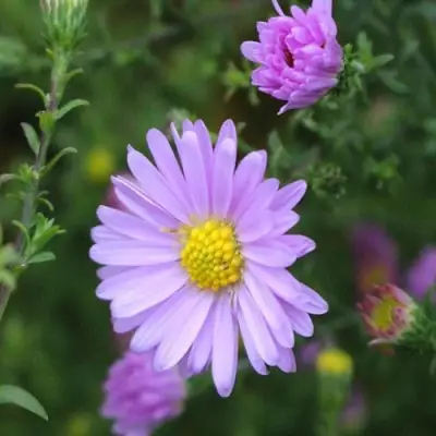 Астра СТРОУБЕРРИ ЭНД КРИМ новобельгийская в Гомеле