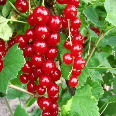 Смородина красная ФЕРТОДИ в Гомеле