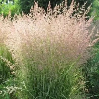 Вейник ОВЕРДАМ остроцветковый в Гомеле