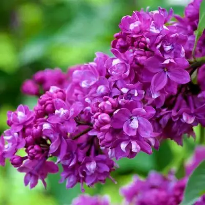 Сирень ОГНИ ДОНБАССА в Гомеле