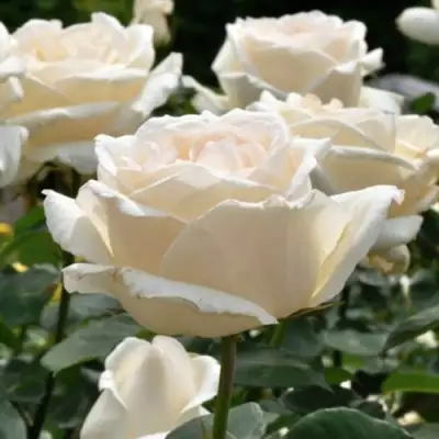 Роза БОИНГ чайно-гибридная в Гомеле