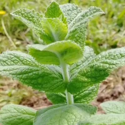 Мята яблочная в Гомеле