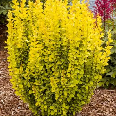 Барбарис ГОЛДЕН ТОРЧ тунберга в Гомеле