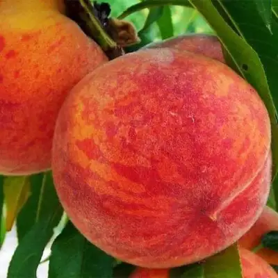 Персик ЗОЛОТОЙ ЮБИЛЕЙ в Гомеле