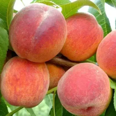 Персик ВАЙН ГОЛД Т3 в Гомеле