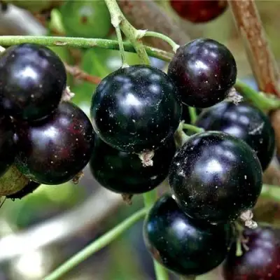 Смородина чёрная ЧЕРЕШНЁВАЯ в Гомеле