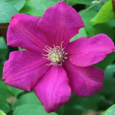 Клематис ЭРНЕСТ МАРКХАМ в Гомеле