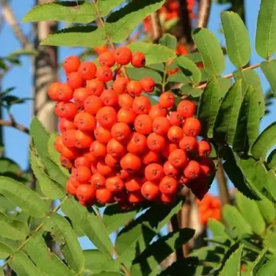 Рябина САХАРНАЯ ПЕТРОВА сладкоплодная в Гомеле