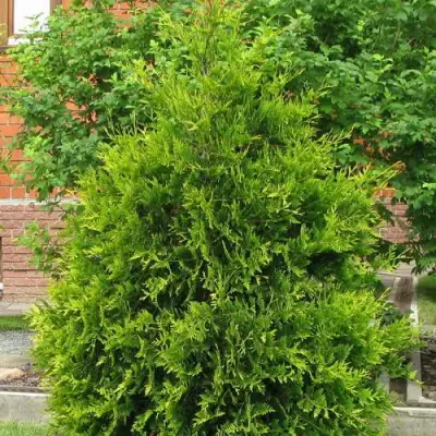 Туя АНЯ (АНИЕ) западная в Гомеле