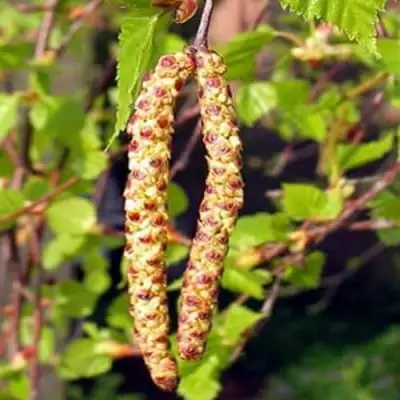 Береза бородавчатая в Гомеле