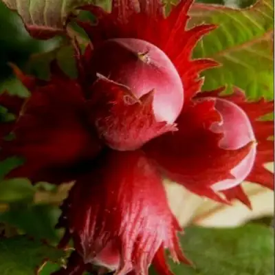 Фундук БАГРЯНЕЦ в Гомеле