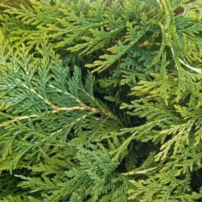 Кипарисовик ЭЛВУДИ ЭМПАЙР лавсона в Гомеле